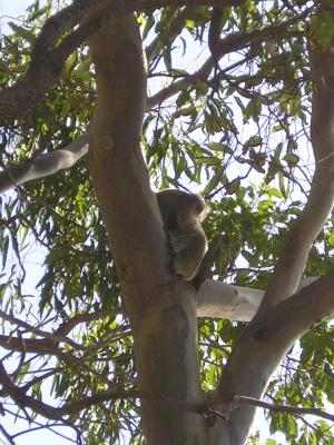 sydney-027