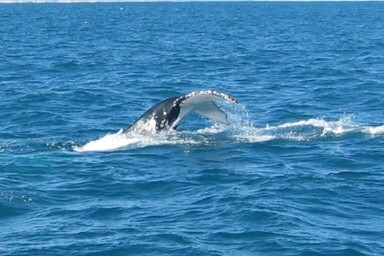 whale-1