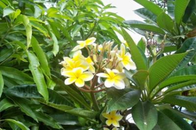 Blumen 1 Blumen 1