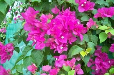 Blumen 3 Blumen 3