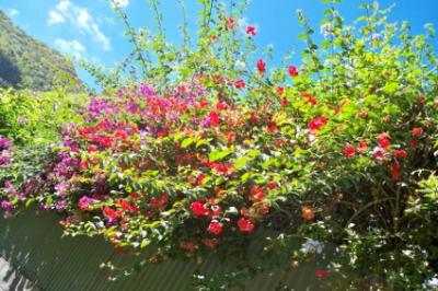 Blumen 4 Blumen 4