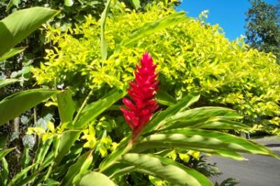 Blumen 5 Blumen 5