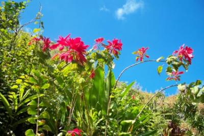 Blumen 6 Blumen 6