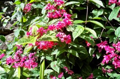 Blumen 7 Blumen 7