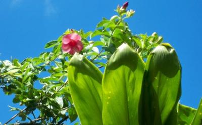Blumen 8 Blumen 8