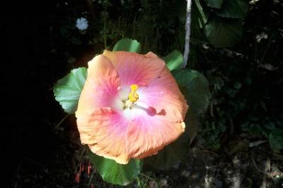 Blumen 9 Blumen 9
