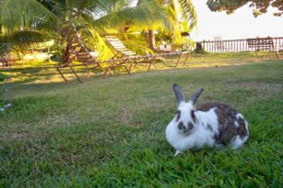 Hase
