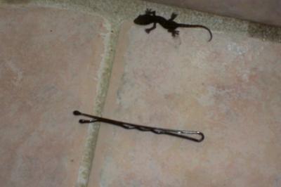 Salamander