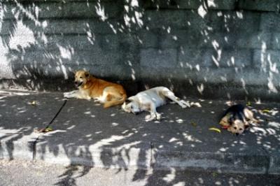 Schlafende Hunde Schlafende Hunde