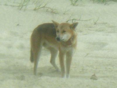 dingo