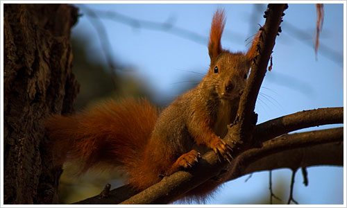 Ein Eichhörnchen auf dem Baum