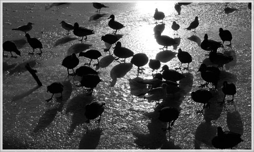 Enten auf dem Eis im Treptower Park