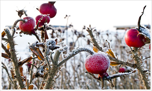 Rote Früchte im Frost