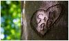 Eine Liebeserklärung in einen Baum geschnitzt