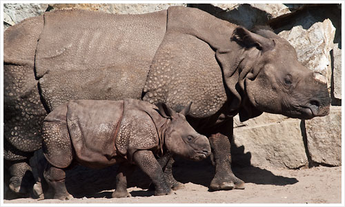 Nashorn Junges mit seiner Mutter
