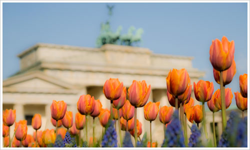 Tulpen auf dem Pariser Platz