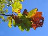 Herbstblatt vor blauem Himmel