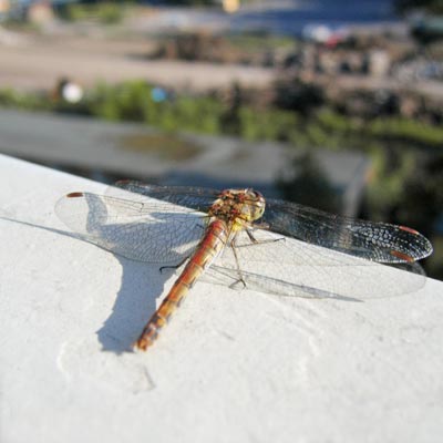 Libelle auf Balkonbrüstung