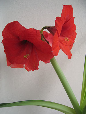 Amaryllis geöffnet