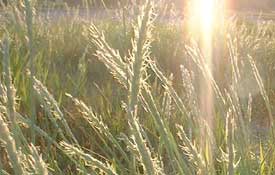 gras
