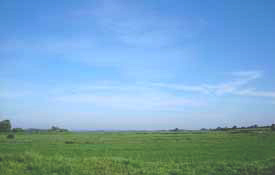 wiese