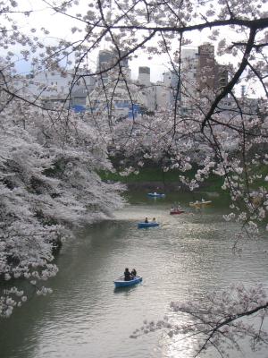 Kirschblüte in Kudanshita - Tokyo