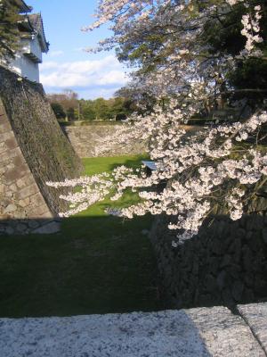Kirschbluete Schloss Nagoya
