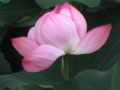 Lotus Ueno-Park