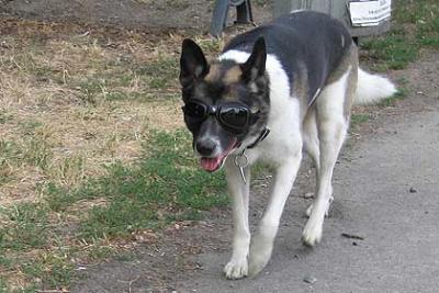 Zebu mit Sonnenbrille