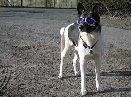 Hund mit Sonnenbrille
