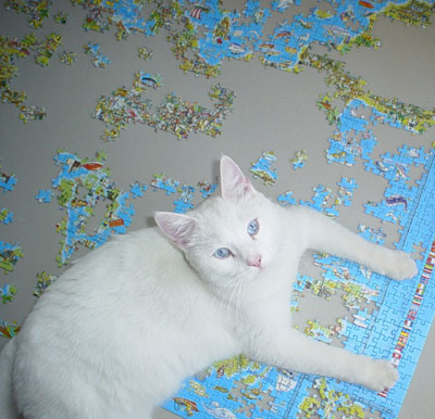 katze2