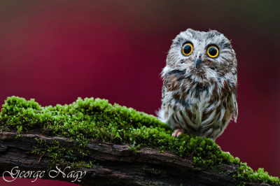 animal-photography-owl